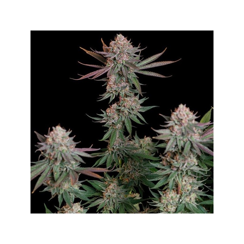 Pink Runtz semi cannabis Royal Queen Seeds