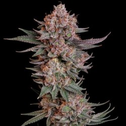 Pink Runtz semi cannabis Royal Queen Seeds