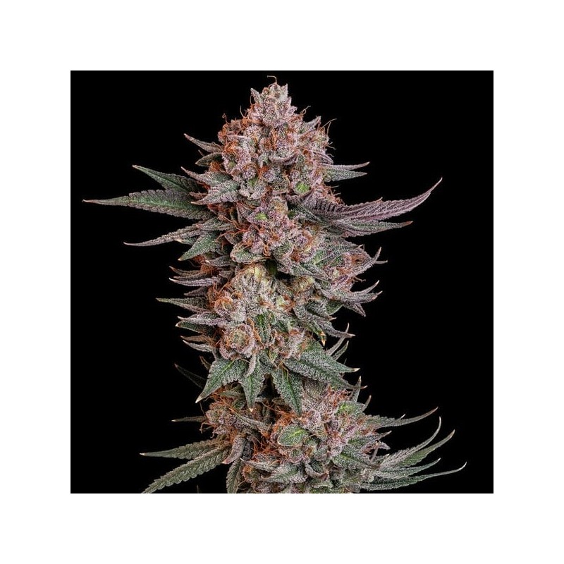Pink Runtz semi cannabis Royal Queen Seeds
