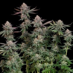 Pink Runtz semi cannabis Royal Queen Seeds