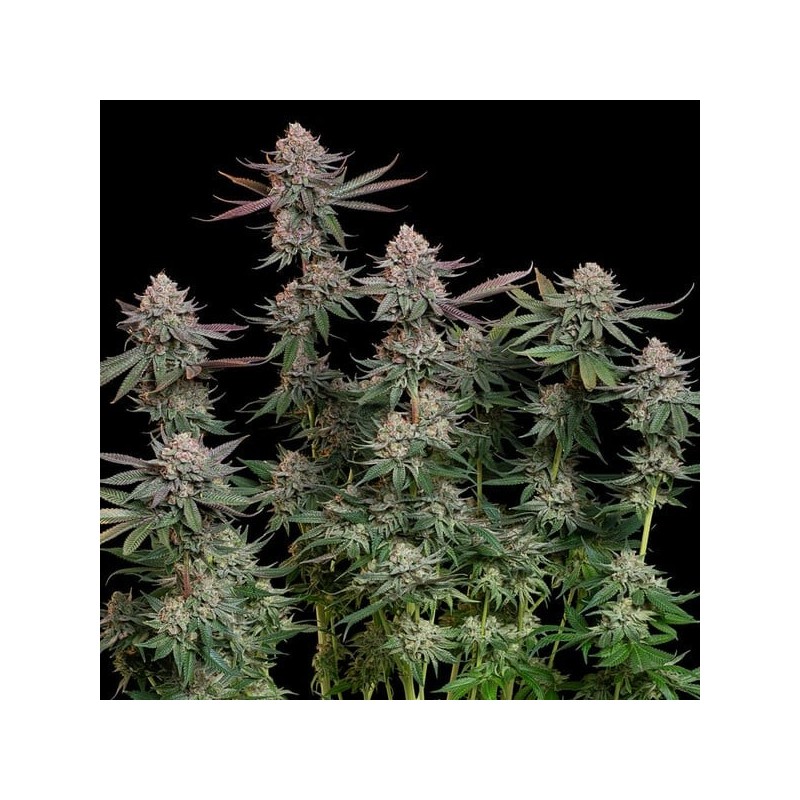 Pink Runtz semi cannabis Royal Queen Seeds