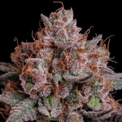 Pink Runtz semi cannabis Royal Queen Seeds