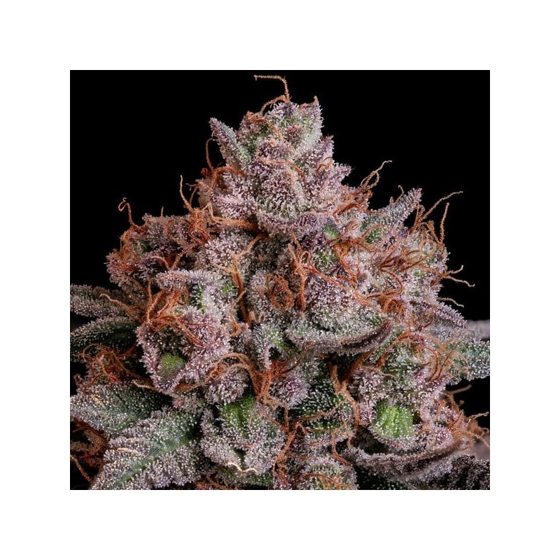 Pink Runtz semi cannabis Royal Queen Seeds