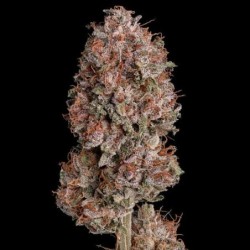 Pink Runtz semi cannabis Royal Queen Seeds