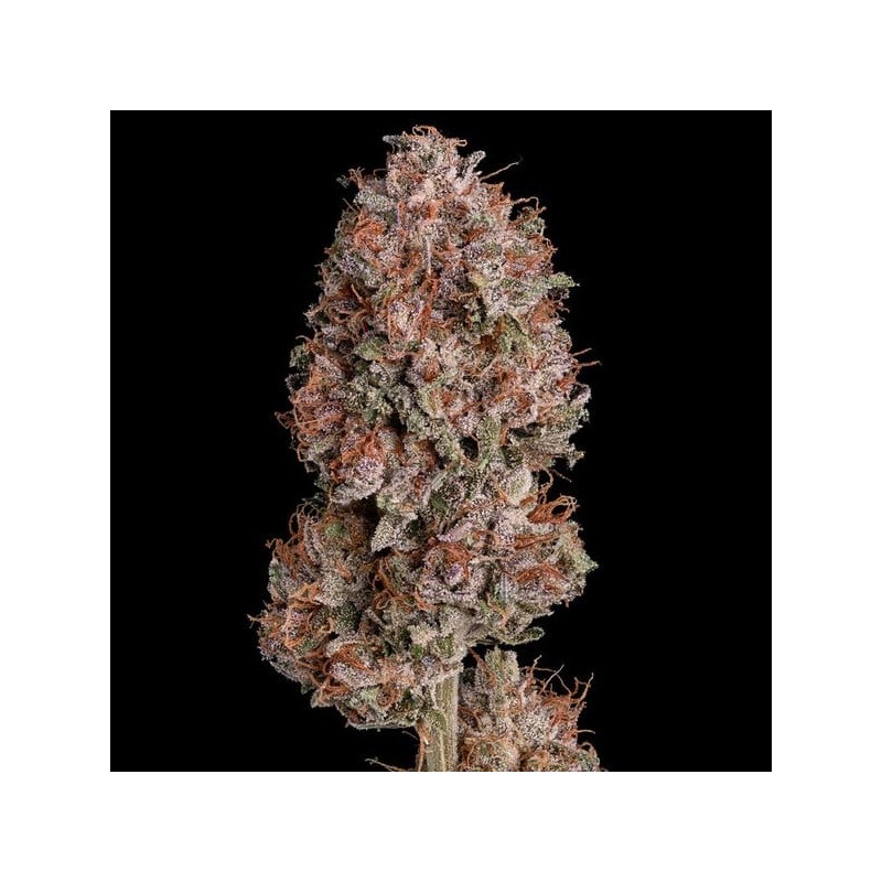 Pink Runtz semi cannabis Royal Queen Seeds