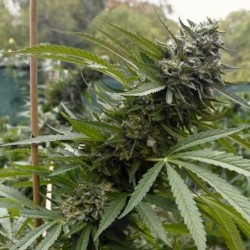 Pink Runtz semi cannabis Royal Queen Seeds