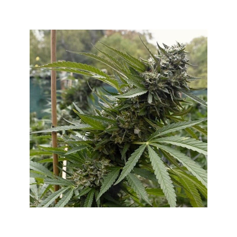 Pink Runtz semi cannabis Royal Queen Seeds