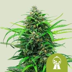 Pink Runtz Auto semi cannabis Royal Queen Seeds