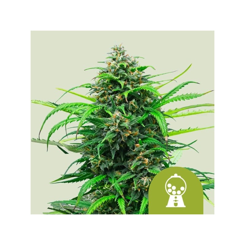 Pink Runtz Auto semi cannabis Royal Queen Seeds