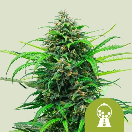 Pink Runtz Auto semi cannabis Royal Queen Seeds