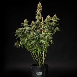 Pink Runtz Auto semi cannabis Royal Queen Seeds