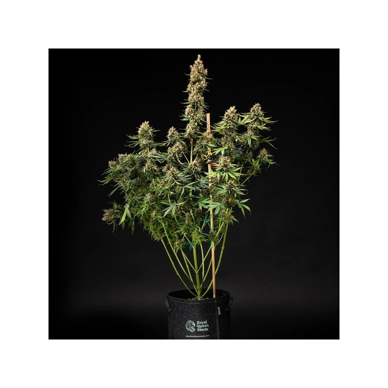 Pink Runtz Auto semi cannabis Royal Queen Seeds