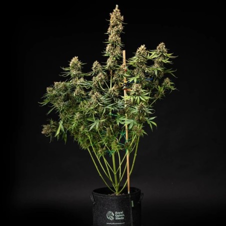 Pink Runtz Auto semi cannabis Royal Queen Seeds