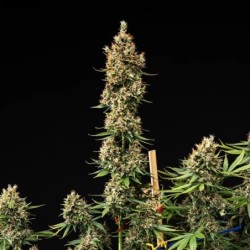 Pink Runtz Auto semi cannabis Royal Queen Seeds