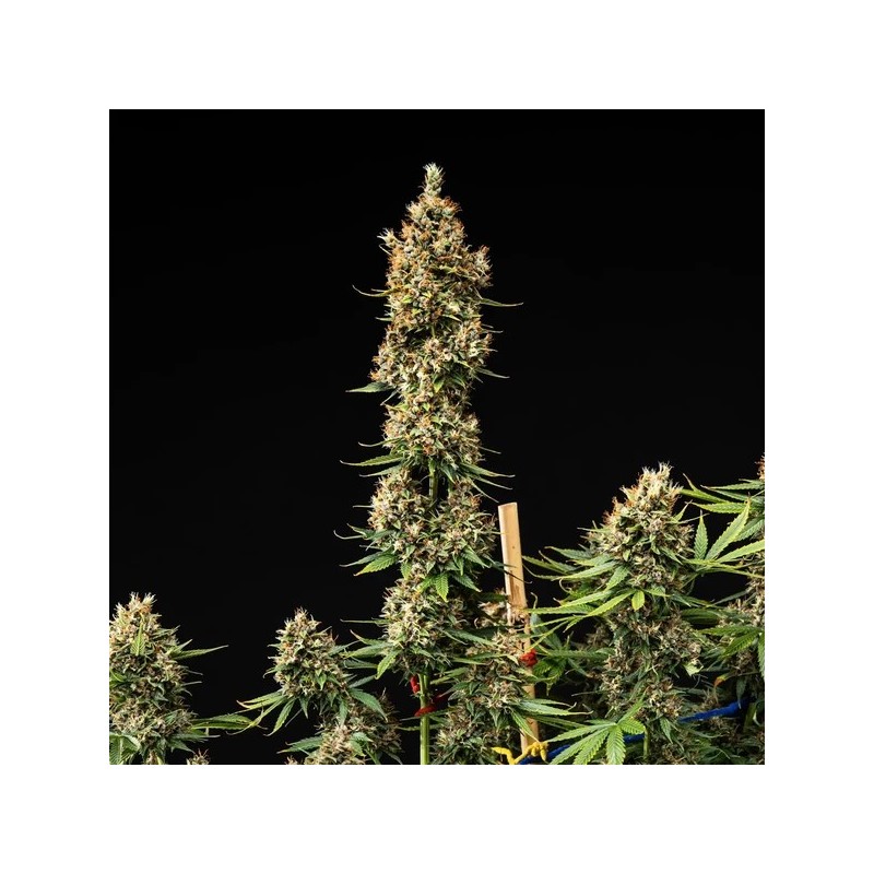 Pink Runtz Auto semi cannabis Royal Queen Seeds