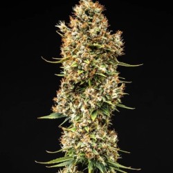 Pink Runtz Auto semi cannabis Royal Queen Seeds