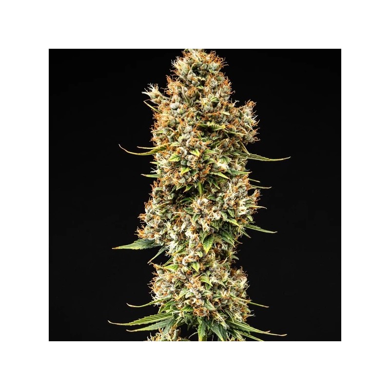 Pink Runtz Auto semi cannabis Royal Queen Seeds
