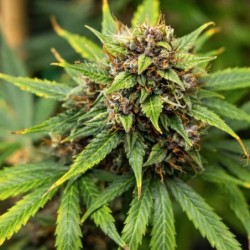 Pink Runtz Auto semi cannabis Royal Queen Seeds