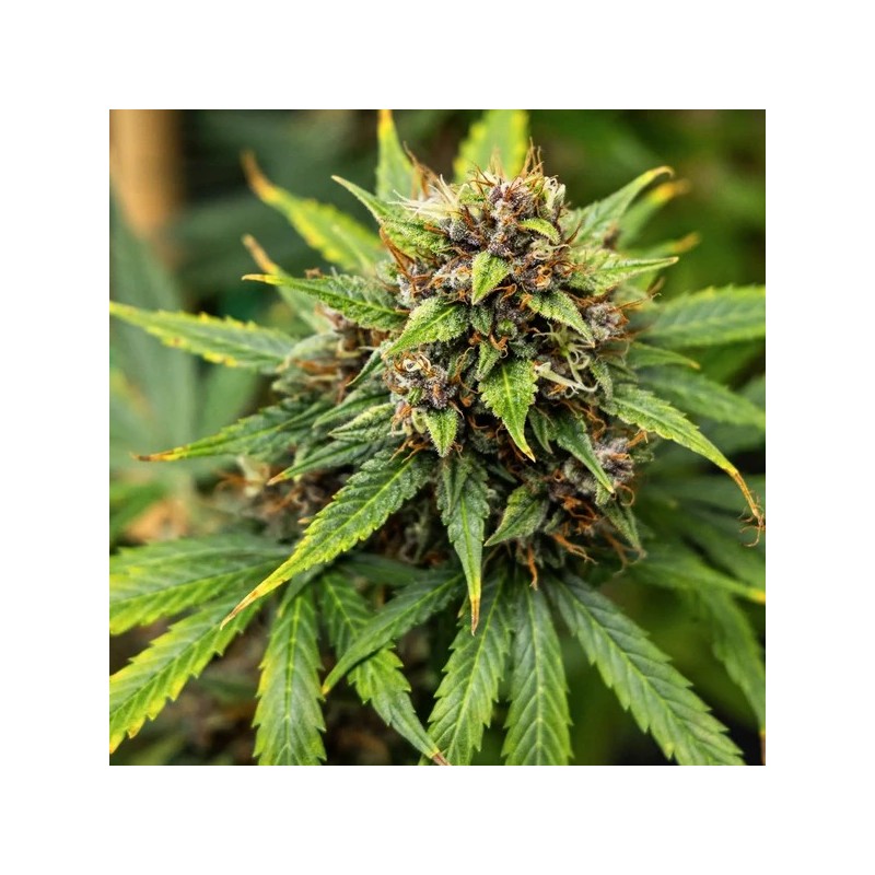 Pink Runtz Auto semi cannabis Royal Queen Seeds