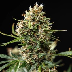 Pink Runtz Auto semi cannabis Royal Queen Seeds