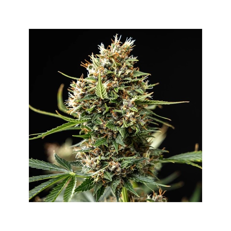 Pink Runtz Auto semi cannabis Royal Queen Seeds