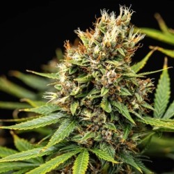 Pink Runtz Auto semi cannabis Royal Queen Seeds