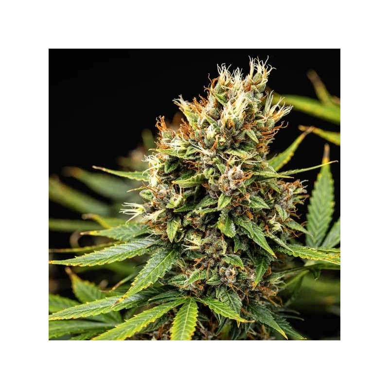 Pink Runtz Auto semi cannabis Royal Queen Seeds