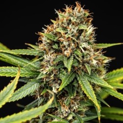Pink Runtz Auto semi cannabis Royal Queen Seeds