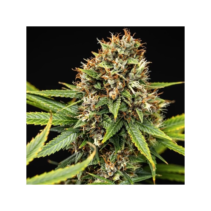 Pink Runtz Auto semi cannabis Royal Queen Seeds