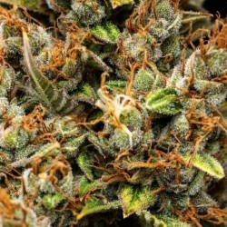 Pink Runtz Auto semi cannabis Royal Queen Seeds