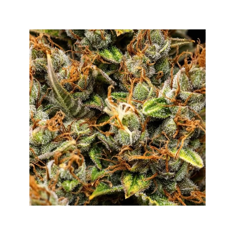 Pink Runtz Auto semi cannabis Royal Queen Seeds