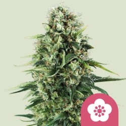 Power Flower semi cannabis Royal Queen Seeds