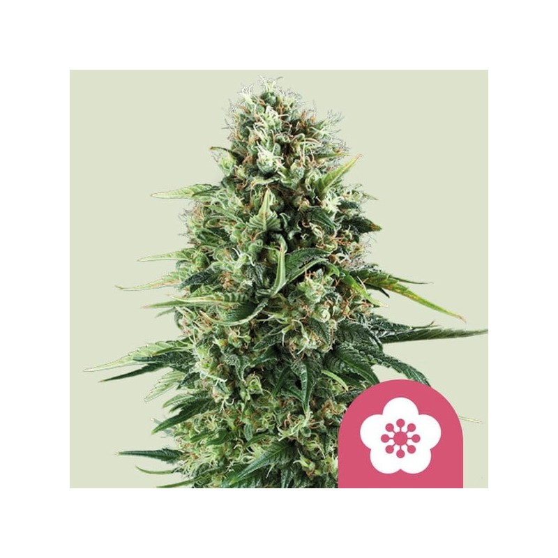 Power Flower semi cannabis Royal Queen Seeds