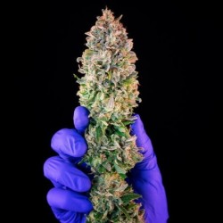 Power Flower semi cannabis Royal Queen Seeds