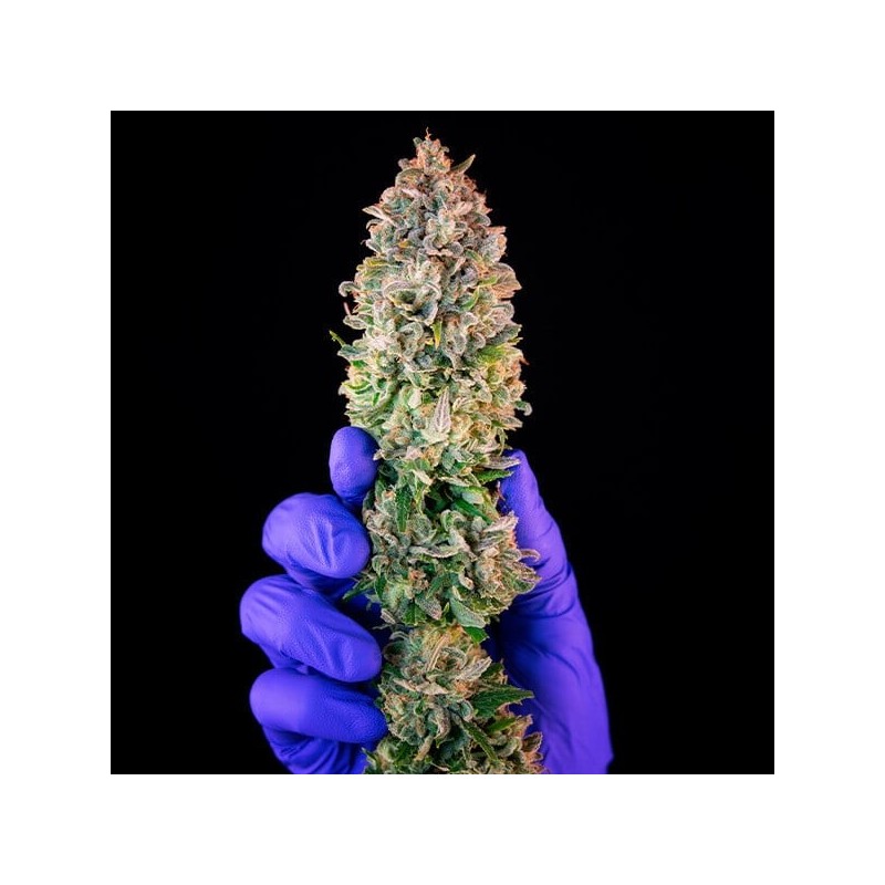 Power Flower semi cannabis Royal Queen Seeds