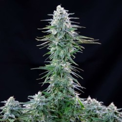 Power Flower semi cannabis Royal Queen Seeds