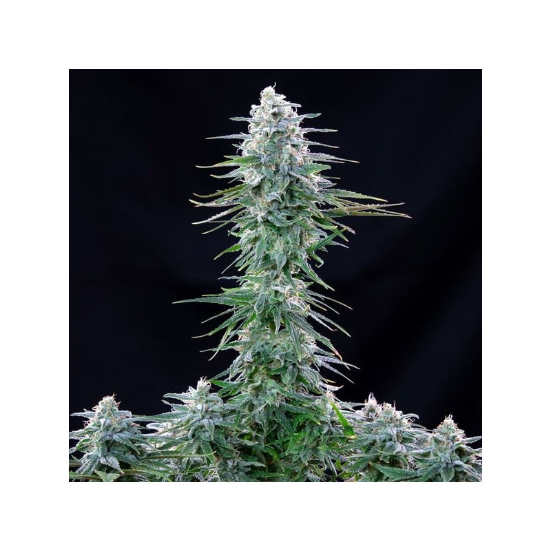Power Flower semi cannabis Royal Queen Seeds