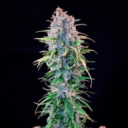 Power Flower semi cannabis Royal Queen Seeds