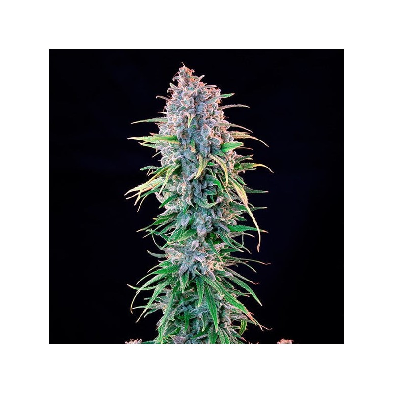 Power Flower semi cannabis Royal Queen Seeds