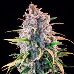 Power Flower semi cannabis Royal Queen Seeds