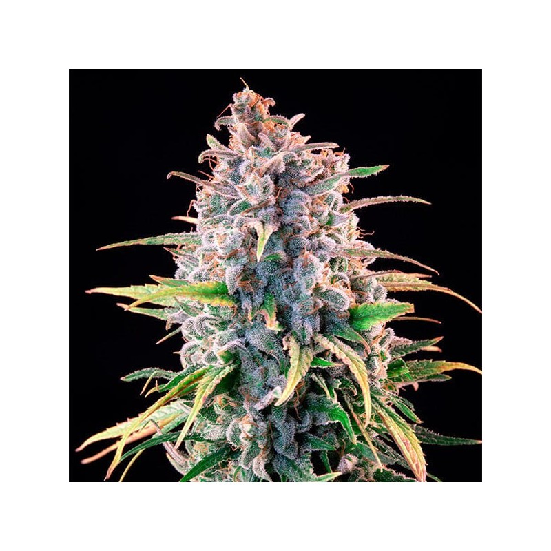 Power Flower semi cannabis Royal Queen Seeds