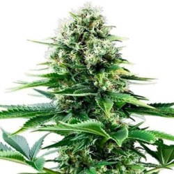 Power Flower semi cannabis Royal Queen Seeds