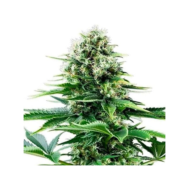 Power Flower semi cannabis Royal Queen Seeds