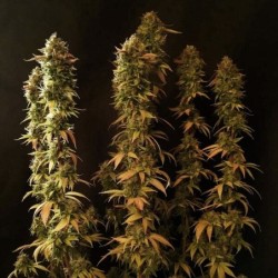 Power Flower semi cannabis Royal Queen Seeds