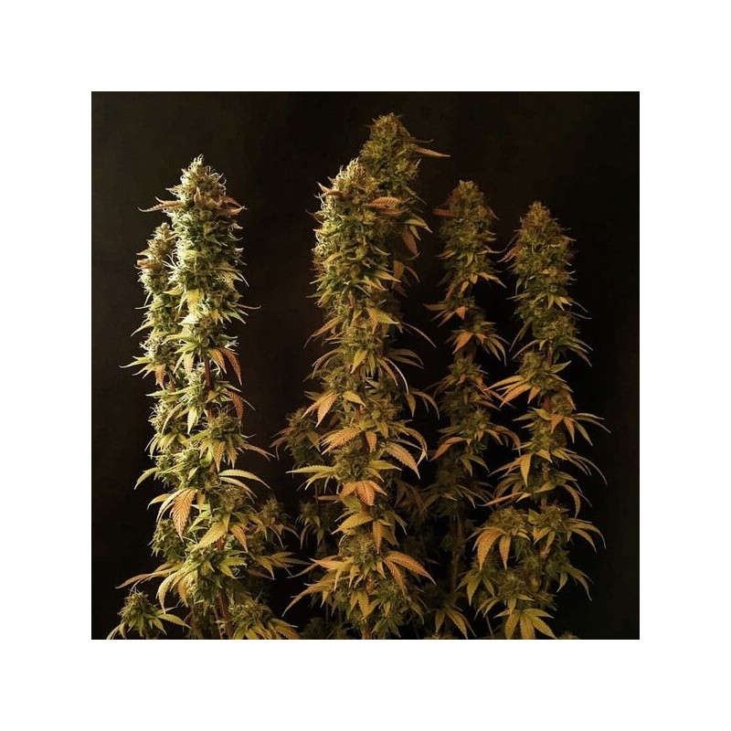 Power Flower semi cannabis Royal Queen Seeds