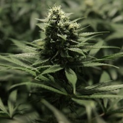 Power Flower semi cannabis Royal Queen Seeds