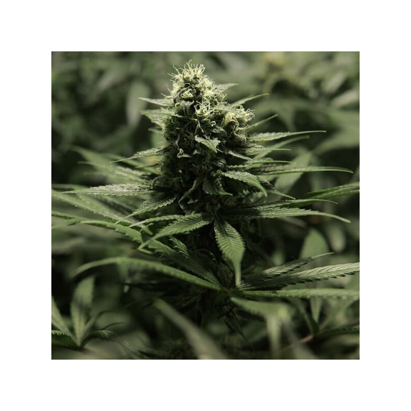 Power Flower semi cannabis Royal Queen Seeds
