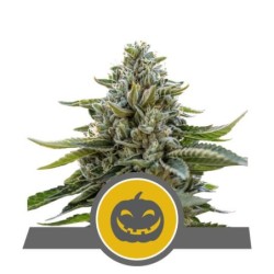 Pumpkin Kush semi cannabis Royal Queen Seeds