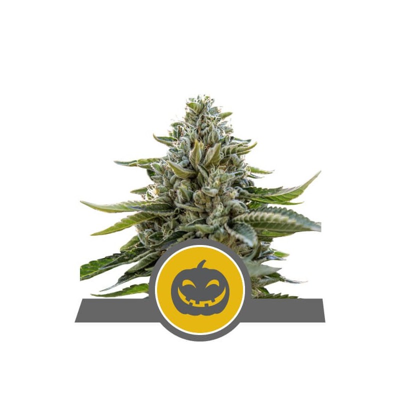 Pumpkin Kush semi cannabis Royal Queen Seeds