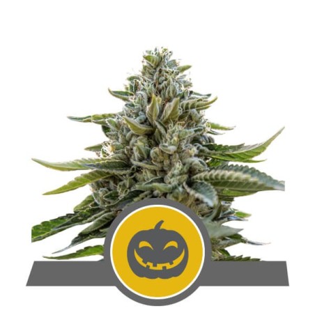Pumpkin Kush semi cannabis Royal Queen Seeds